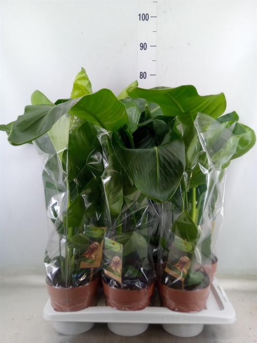 <h4>Strelitzia nicolai</h4>