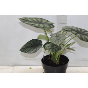 ALOCASIA DRAGON SCALE P17