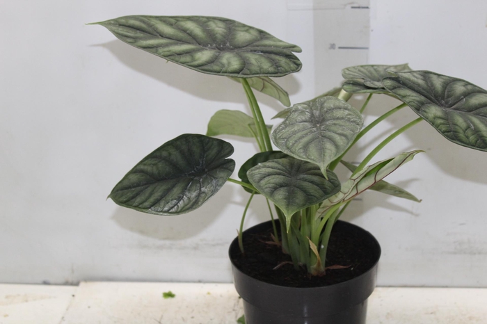 <h4>ALOCASIA DRAGON SCALE P17</h4>