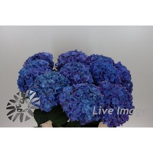 Hydrangea rodeo purple