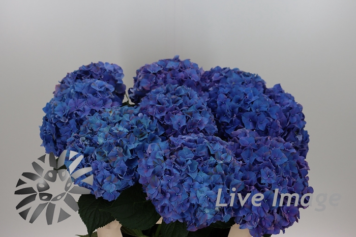 <h4>Hydrangea rodeo purple</h4>