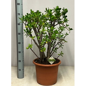CRASS OVATA