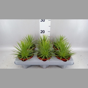 Agave stricta 'Nana'