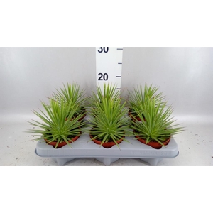 Agave stricta 'Nana'