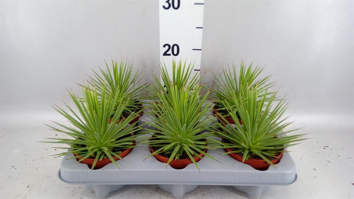 <h4>Agave stricta 'Nana'</h4>