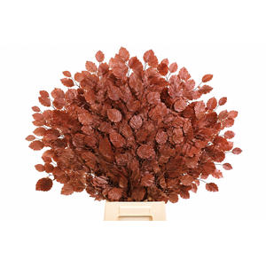 Faggio Preserved Bordeaux (beech,beuk)