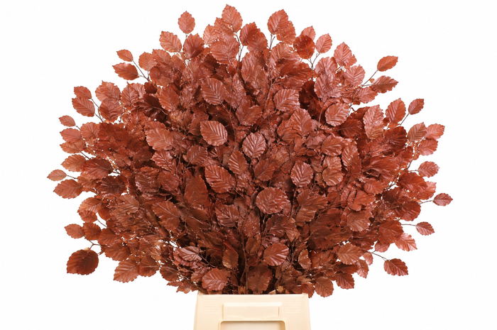 <h4>Faggio Preserved Bordeaux (beech,beuk)</h4>