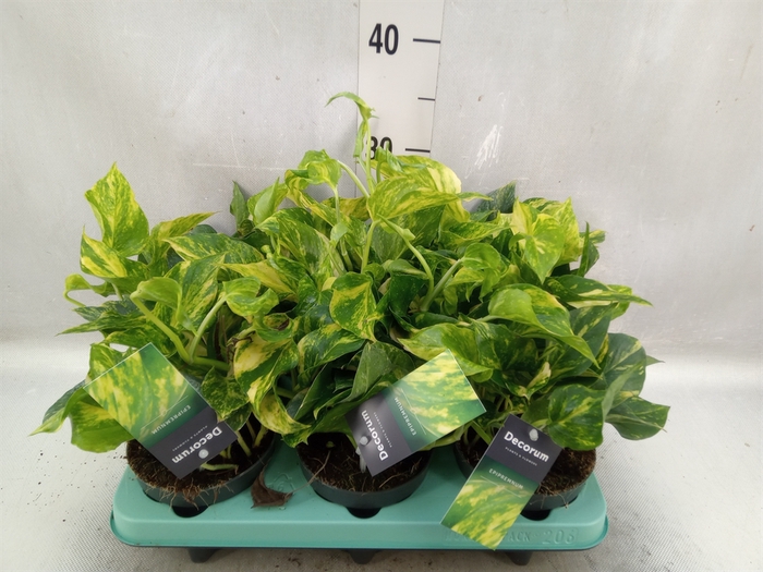 <h4>Epipremnum pinn. 'Hicolor'</h4>