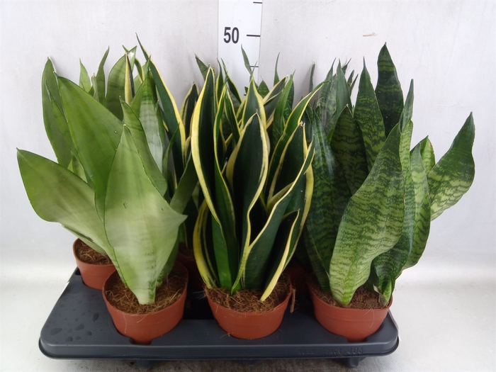 <h4>Sansevieria trifa.   ...</h4>