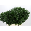 Ruscus Hypophyllum