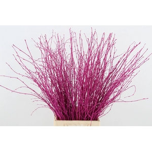 Betula Bs Erica FST