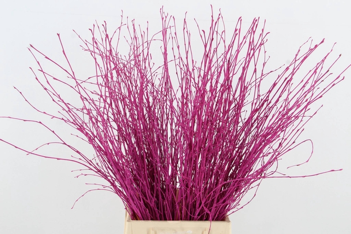 <h4>Betula Bs Erica FST</h4>