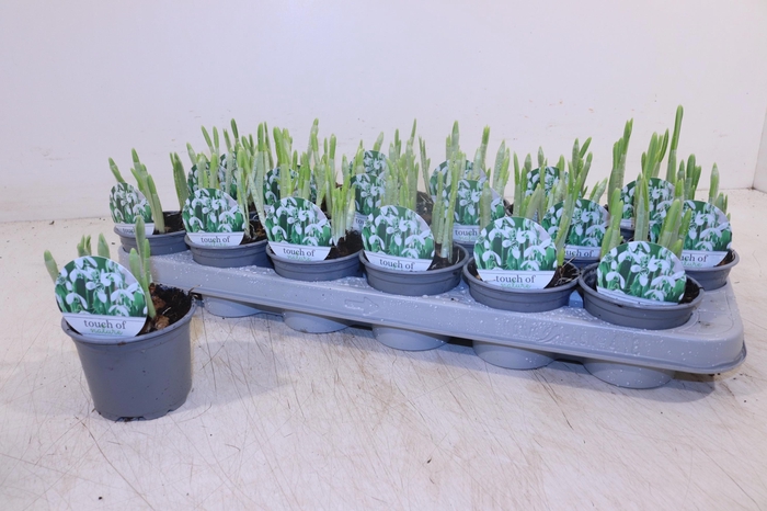 <h4>GALANTHUS HIPPOLYTA</h4>