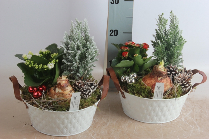 <h4>ARR HIPPEASTRUM</h4>