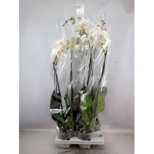 Phalaenopsis   ...white