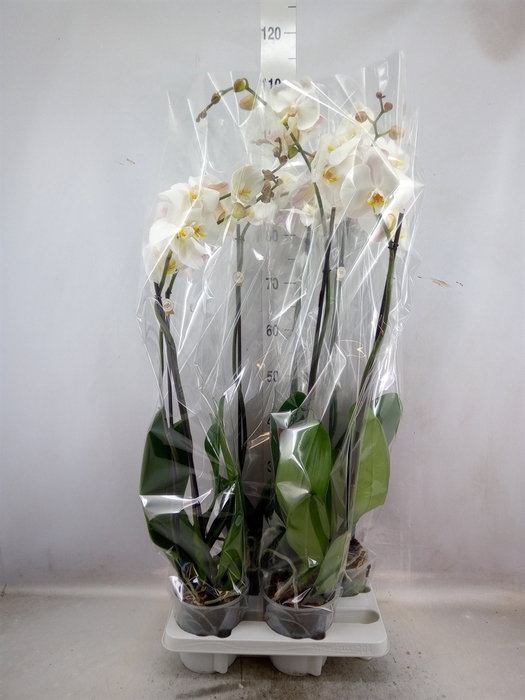 <h4>Phalaenopsis   ...white</h4>