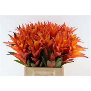 Bromeliabloem