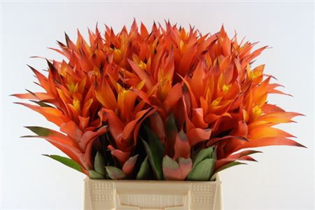<h4>Bromeliabloem</h4>