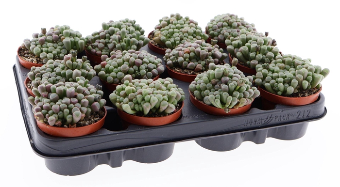 <h4>Succulents   ...</h4>