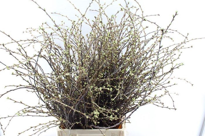 <h4>Kersebloesem P Bos</h4>