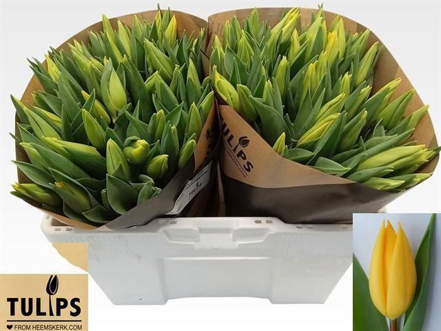 <h4>TU EN STRONG GOLD</h4>