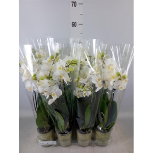Phalaenopsis   ...white
