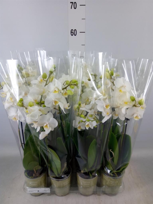 <h4>Phalaenopsis   ...white</h4>