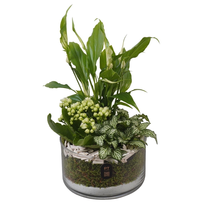 <h4>Arr. Planten L%</h4>