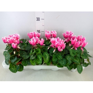 Cyclamen MD 'Indiaka'