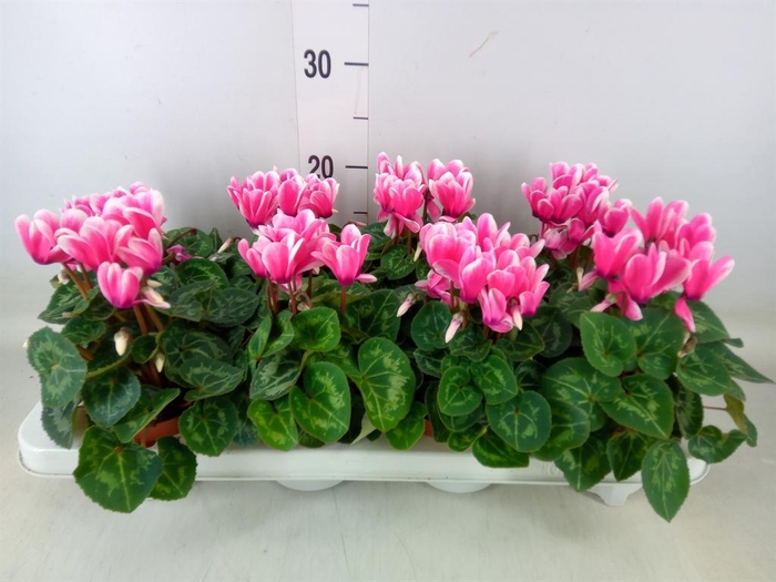 <h4>Cyclamen MD 'Indiaka'</h4>