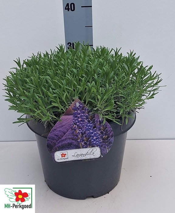 <h4>LAVAN AN DWARF BLUE</h4>