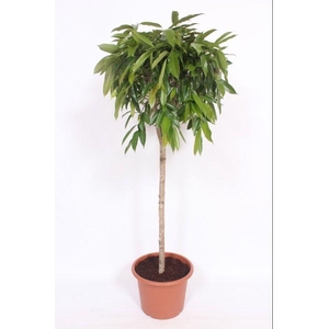 Ficus Amstel King