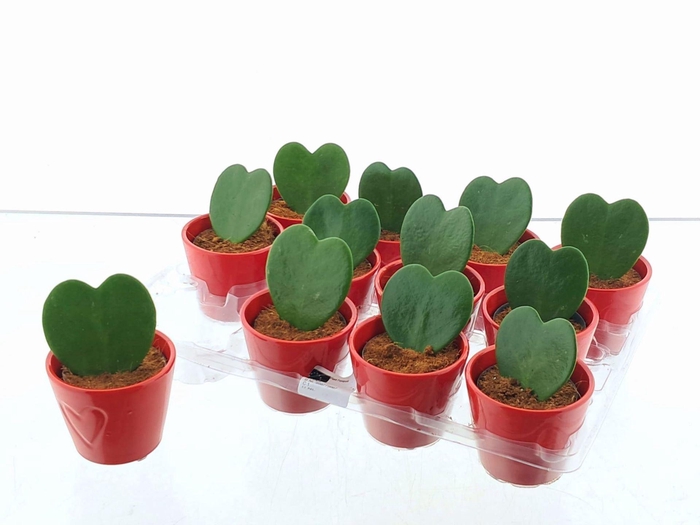 <h4>Hoya kerrii</h4>