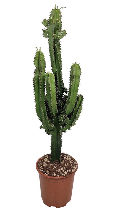 <h4>Euphorbia Eritrea - 540</h4>