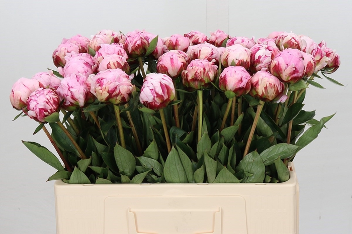 <h4>Paeonia Sarah Bernhardt</h4>