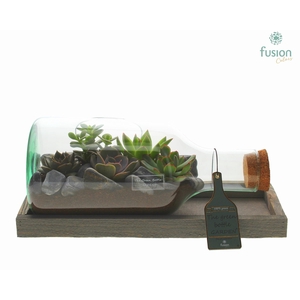 Green Bottle Fles Small liggend met Succulenten
