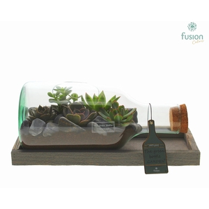 Green Bottle Fles Small liggend met Succulenten