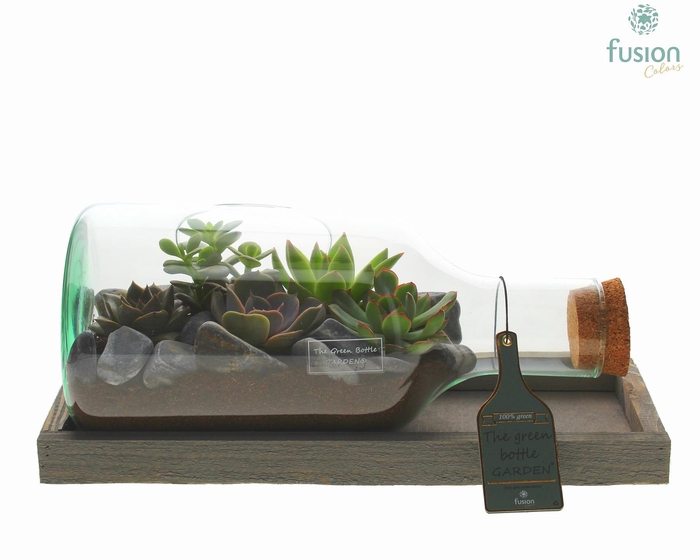 <h4>Green Bottle Fles Small liggend met Succulenten</h4>