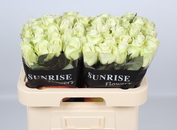 <h4>R GR SNOWSTORM+</h4>