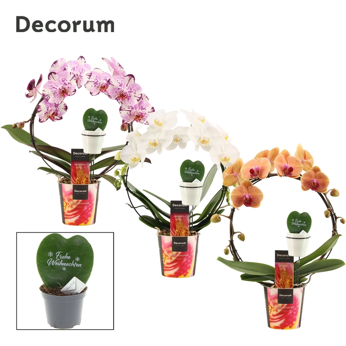 <h4>Phalaenopsis boog mix met Hoya Kerrii printz Frohe Weihnachten</h4>