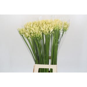 Agapanthus Gletsjer
