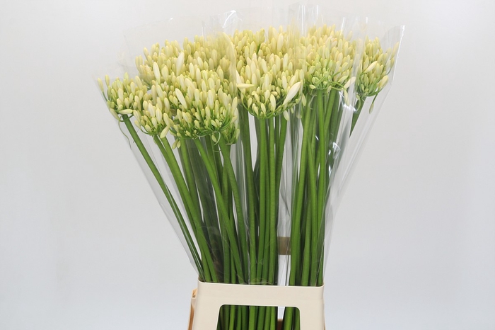 <h4>Agapanthus Gletsjer</h4>