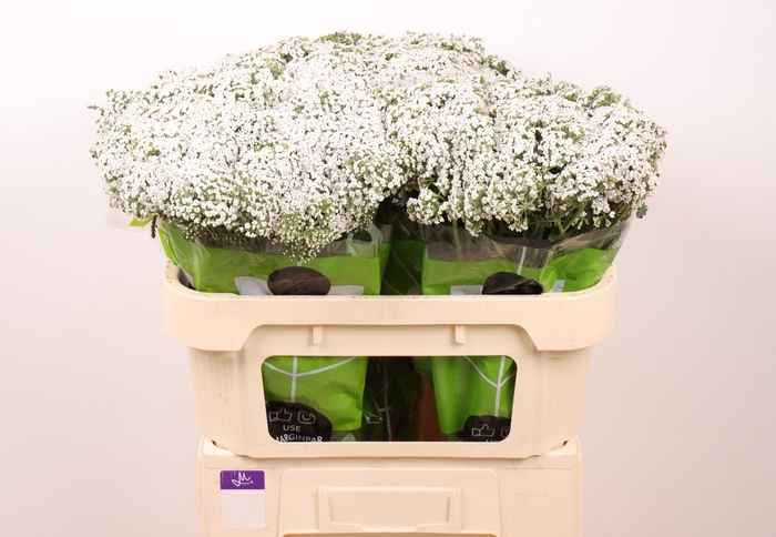 <h4>ACHIL NEONGLOW MOON</h4>