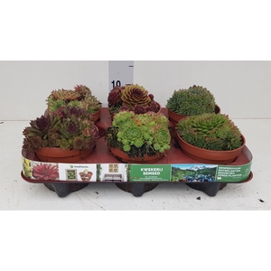 Sempervivum   ...mix