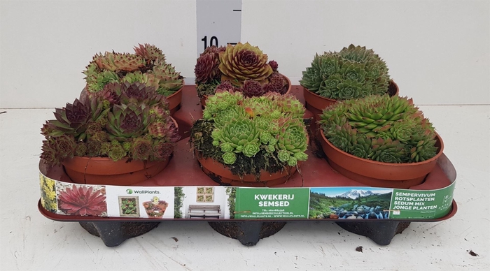 <h4>Sempervivum   ...mix</h4>