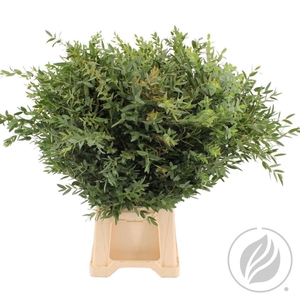 Euca Parvifolia 300gr