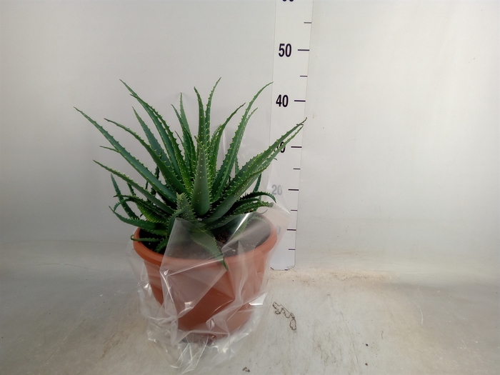 <h4>Aloe arborescens</h4>