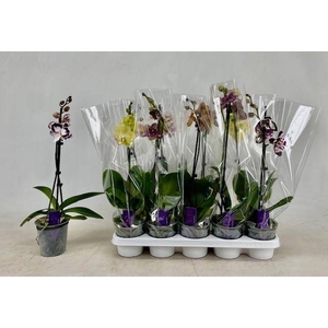PHAL GEM