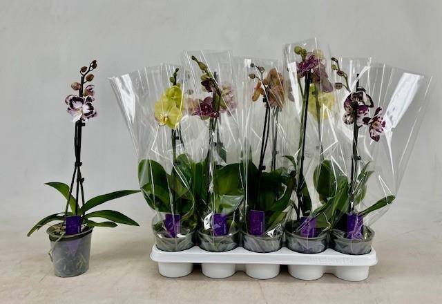 <h4>PHAL GEM</h4>