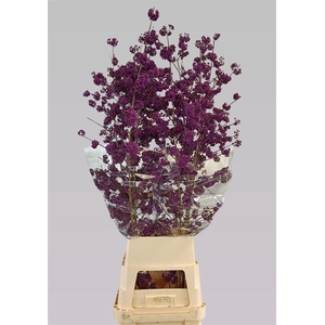 Callicarpa Bod Magical Purple Giant